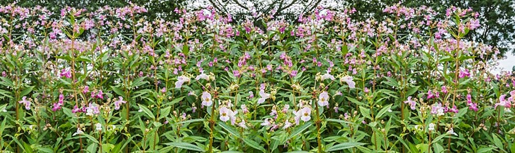 Himalayan balsam