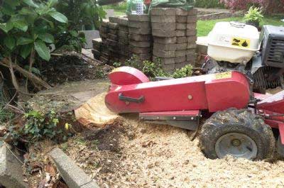 Stump grinder removing remains of tree